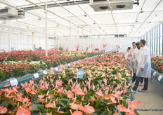 Een blik in de showroom van Anthura.